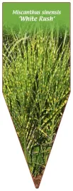 etykieta-szkolkarska-miscanthus-sinensis-white-rush