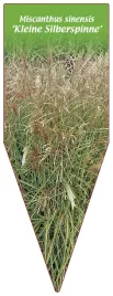 etykieta-szkolkarska-miscanthus-sinensis-kleine-silberspinne