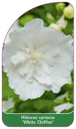 etykieta-szkolkarska-hibiscus-syriacus-white-chiffon