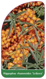 etykieta-szkolkarska-hippophae-rhamnoides-leikora