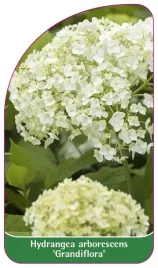 etykieta-szkolkarska-hydrangea-arborescens-grandiflora