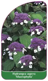 etykieta-szkolkarska-hydrangea-aspera-macrophylla