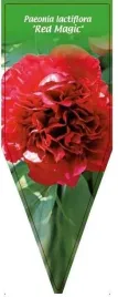 etykieta-szkolkarska-paeonia-lactiflora-red-magic