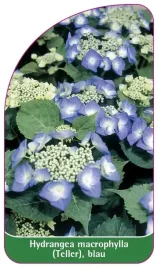 etykieta-szkolkarska-hydrangea-macrophylla-teller-blau