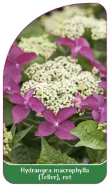 etykieta-szkolkarska-hydrangea-macrophylla-teller-rot