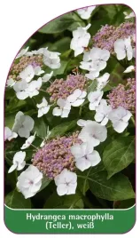 etykieta-szkolkarska-hydrangea-macrophylla-teller-weiss