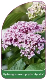 etykieta-szkolkarska-hydrangea-macrophylla-ayesha
