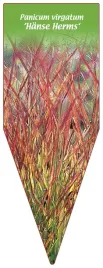 etykieta-szkolkarska-panicum-virgatum-hanse-herms