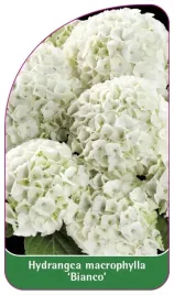 etykieta-szkolkarska-hydrangea-macrophylla-bianco