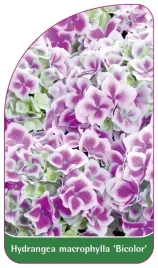etykieta-szkolkarska-hydrangea-macrophylla-bicolor