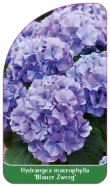 etykieta-szkolkarska-hydrangea-macrophylla-blauer-zwerg
