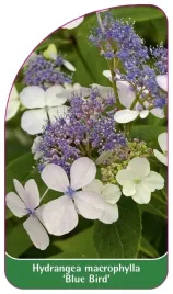 etykieta-szkolkarska-hydrangea-macrophylla-blue-bird-a