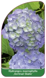 etykieta-szkolkarska-hydrangea-macrophylla-gertrud-glahn-a