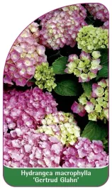 etykieta-szkolkarska-hydrangea-macrophylla-gertrud-glahn-b