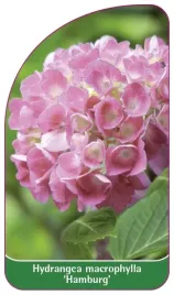 etykieta-szkolkarska-hydrangea-macrophylla-hamburg