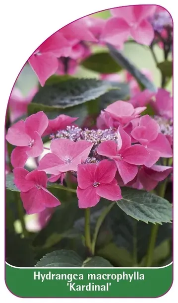 etykieta-szkolkarska-hydrangea-macrophylla-kardinal