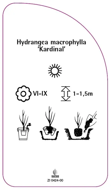 etykieta-szkolkarska-hydrangea-macrophylla-kardinal-stan-nowy