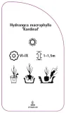 etykieta-szkolkarska-hydrangea-macrophylla-kardinal-stan-nowy