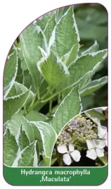 etykieta-szkolkarska-hydrangea-macrophylla-maculata