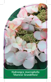 etykieta-szkolkarska-hydrangea-macrophylla-mariesii-grandiflora