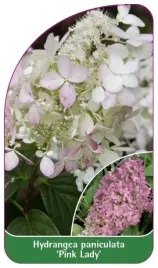 etykieta-szkolkarska-hydrangea-paniculata-pink-lady