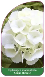 etykieta-szkolkarska-hydrangea-macrophylla-soeur-therese