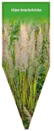 etykieta-szkolkarska-stipa-brachytricha