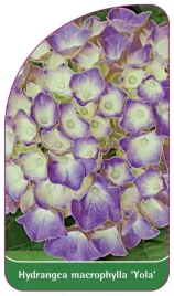 etykieta-szkolkarska-hydrangea-macrophylla-yola