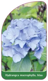 etykieta-szkolkarska-hydrangea-macrophylla-blau