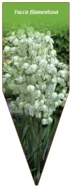 etykieta-szkolkarska-yucca-filamentosa