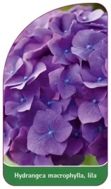 etykieta-szkolkarska-hydrangea-macrophylla-lila