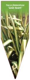 etykieta-szkolkarska-yucca-filamentosa-gold-heart