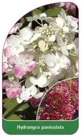 etykieta-szkolkarska-hydrangea-paniculata-e