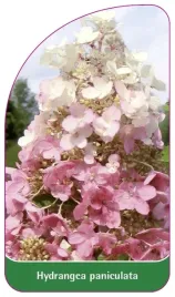 etykieta-szkolkarska-hydrangea-paniculata-f