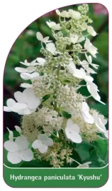 etykieta-szkolkarska-hydrangea-paniculata-kyushu