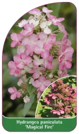 etykieta-szkolkarska-hydrangea-paniculata-magical-fire