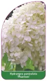 etykieta-szkolkarska-hydrangea-paniculata-phantom-a