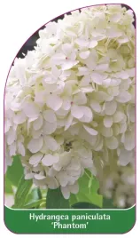 etykieta-szkolkarska-hydrangea-paniculata-phantom-a