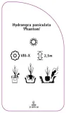 etykieta-szkolkarska-hydrangea-paniculata-phantom-a-stan-nowy