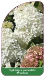 etykieta-szkolkarska-hydrangea-paniculata-phantom-b