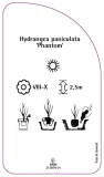 etykieta-szkolkarska-hydrangea-paniculata-phantom-b-stan-nowy