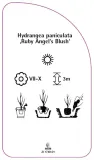 etykieta-szkolkarska-hydrangea-paniculata-ruby-angel-s-blush-stan-nowy