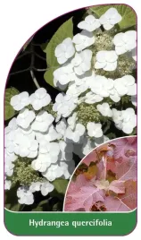 etykieta-szkolkarska-hydrangea-quercifolia