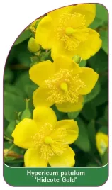etykieta-szkolkarska-hypericum-patulum-hidcote-gold