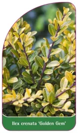 etykieta-szkolkarska-ilex-crenata-golden-gem