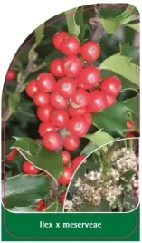etykieta-szkolkarska-ilex-x-meserveae