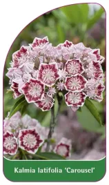 etykieta-szkolkarska-kalmia-latifolia-carousel