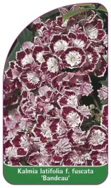 etykieta-szkolkarska-kalmia-latifolia-f-fuscata-bandeau