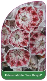 etykieta-szkolkarska-kalmia-latifolia-jans-delight