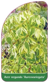 etykieta-szkolkarska-acer-negundo-aureovariegata